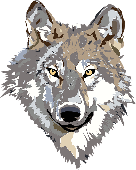 wolf-30695_960_720 wolf-30695_960_720